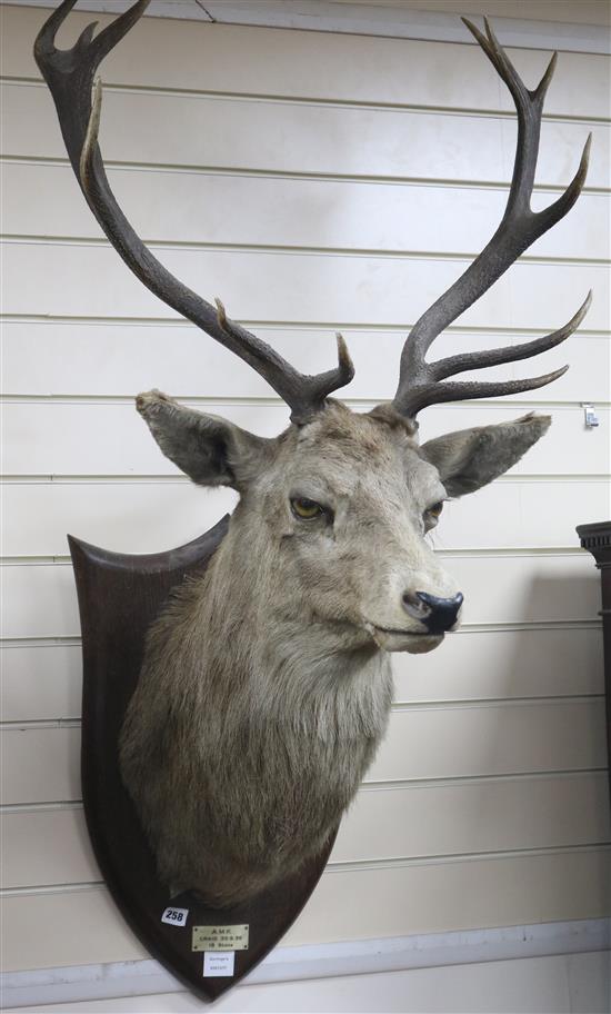 A taxidermic stag head, complete 6 point antlers, on a plaque